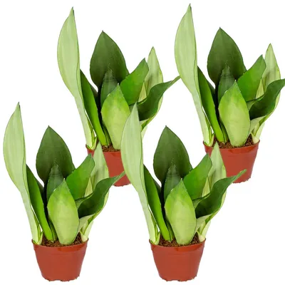 Image de Bloomique - Lot de 4 - Sansevieria 'Moonshine' lot de 4 - Plante d'intérieur et pot - Hauteur 10-20 cm - Pot 9 cm