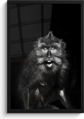 Produktbild von MuchoWow® MuchoWow® Gerahmtes Poster Tierprofil Makake in schwarz und weiß 40x60 cm - Poster mit zchwarzem Bilderrahmen - Papierdruck - Wandbilder