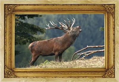 Image de Cerf qui brame - Poster - Amour du pays + cadre interchangeable, Shinsuke® Maxi MDF hêtre, vitre acrylique