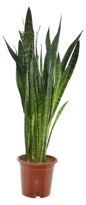 Zdjęcie produktu dla Sansevieria Zeylanica, średnica 27 cm, wysokość 120 cm – łatwa w pielęgnacji roślina doniczkowa, sansewieria