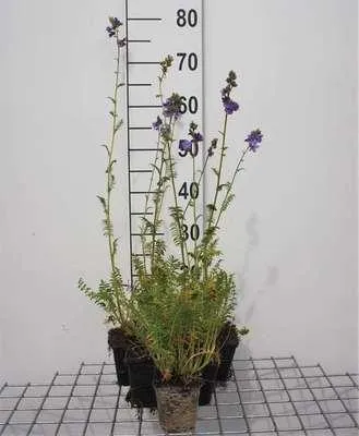 Immagine prodotto di 6 x Polemonium caeruleum - Scala di Giacobbe - vaso 9 x 9 cm
