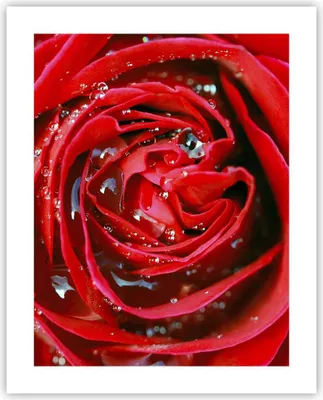 Produktbild von Poster - Poster ohne Rahmen - Rose Blume Blütenblätter Tau - 40x50 cm - Wand Bild - Wanddeko - Wandbilder - Kunstposter - Wandposter - Bilder - Kunstdruck - Wanddekoration - Wandbild - P2XPA40x50-1518