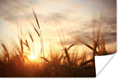 Produktbild von MuchoWow® Poster Schilf - Gras - Sonnenuntergang - Natur - Horizont 120x80 cm - Bilder