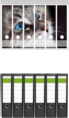 Produktbild von Wallario 6 Stück breite Ordner inkl. Klebeetiketten mit Motive Katze mit strahlend blauen Augen -  Set mit Rückenschildern / Ordnerrücken Stickern