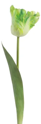Productafbeelding van Clayre & Eef Kunstbloem Groen, kunststof