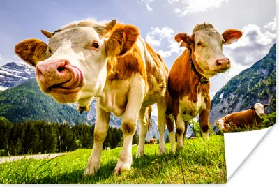 Produktbild von MuchoWow® Poster Kühe - Berge - Gras - Landschaft - Alpen 180x120 cm - Fotoplakat