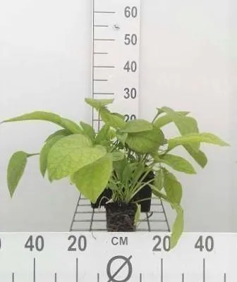 Zdjęcie produktu dla 6 x Symphytum grandifl. 'Wisley Blue' - Żywokost - doniczka 9 x 9 cm