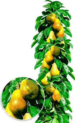 Produktbild von BALDUR Garten 1x Säulen-Birnen 'Obelisk®', Pflanze im 4 Liter-Topf, essbare Früchte, Birnenbaum, Pyrus communis, winterhart, platzsparende Säule für kleine Gärten, Balkone & Terrassen, blühend
