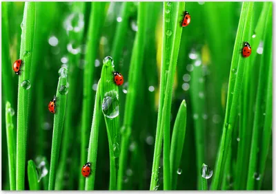 Produktbild von Tulup® Glas-Bild - 100 x 70 - Wandbild aus Glas - Wandkunst - Wandbild hinter gehärtetem Sicherheitsglas - Blumen & Pflanzen - Marienkäfer Rasen - Grün
