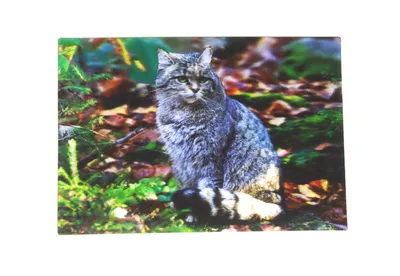 Produktbild von 3 D Ansichtskarte Wildkatze, Katzen Postkarte Wackelkarte Hologrammkarte Tiere