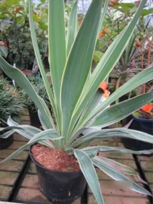 Produktbild von Yucca gloriosa Variegata - Gelbbunte Kerzen-Palmlilie - 40-60cm