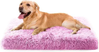 Immagine prodotto di Cuccia rialzata per cani di piccola taglia e gatti con cuscino in memory foam e base antiscivolo