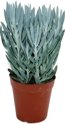 Obrázok produktu pre Senecio Aquarine 15cm kvetiná?