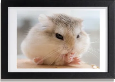 Produktbild von Bild 30x20 MDF-Rahmen, Wandkunst Hamster