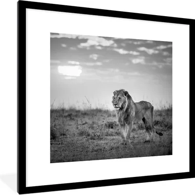 Produktbild von MuchoWow® Gerahmtes Poster Löwe - Sonnenuntergang - Jagd 40x40 cm - Poster mit Schwarzem Bilderrahmen Wandposter Rahmen Foto Bilder - Poster - Plakat im Rahmen