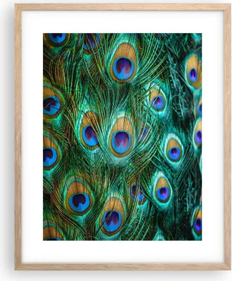 Produktbild von Gerahmtes Poster - Rahmen in heller Eiche - Pfauen Feder Makro - 40x50 cm - Wand Bild - Wanddeko - Wandbilder - Wandposter - Bilderrahmen - Bilder - Kunstdruck - Wandbild - P2NPA40x50-4159