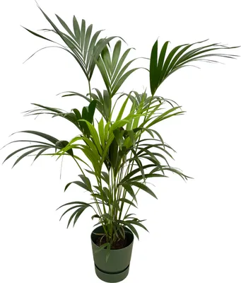 Obrázek produktu pro Trendyrostliny - Kentia palma včetně elho Greenville Round zelená - 160 cm - Ø30cm