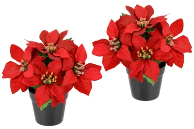Zdjęcie produktu dla Sztuczna róża bożonarodzeniowa w doniczce, 17 cm. Róża bożonarodzeniowa, gwiazda betlejemska