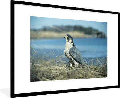Produktbild von MuchoWow® Gerahmtes Poster Wanderfalke - Wasser - Raubvogel 90x60 cm - Poster mit Schwarzem Bilderrahmen Wandposter Rahmen Foto Bilder - Wanddekoration - Fotos