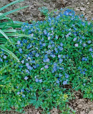 Produktbild von Veronica umbrosa 'Georgia Blue', Ehrenpreis, blau, ca. 9x9 cm Topf