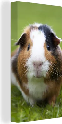 Produktbild von MuchoWow® - Leinwandbilder - Zwei Meerschweinchen, Wandbild, Wanddeko Bilder Wohnzimmer, 40x80 cm