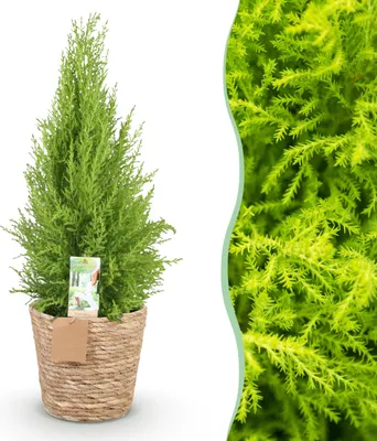 Produktbild von Cupressus Gold Crest Wilma - Hauskonifere - Pflegeleicht - mit Korb - Grün - 85-95cm - Ø21cm - Zimmerpflanze - Immergrün