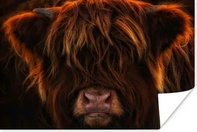 Produktbild von MuchoWow® Poster Schottischer Highlander - Kuh - Schwarz - Porträt 30x20 cm - Plakate - Print