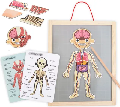 Produktbild von Lernspiel Anatomie - Magnetisches Puzzle mit Körperteilen, Skelett und Organen