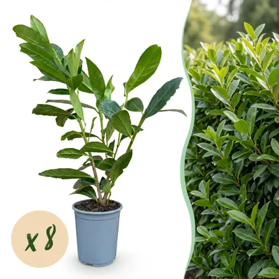 Produktbild von Heckenpflanzen - Prunus laurocerasus Caucasica - Blatt grün - 8 Pflanzen - 1 laufenden Meter - immergrün - Topf 9cm Höhe 30-35cm - 25-35cm - Ø12cm - Gartenpflanze