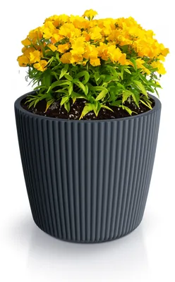 Produktbild von Prosperplast Pflanztopf Buckingham - anthrazit - D17 cm