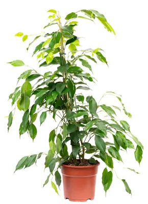 Produktbild von Pflegeleichete Birkenfeige "Forever" - Ficus benjamini - ca. 75 cm hoch, Topf-Ø 17 cm