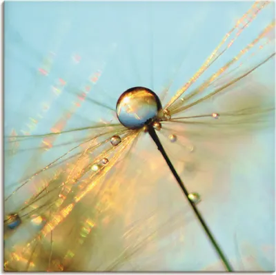 Produktbild von ARTland Leinwandbild Pusteblume Tautropfen II Größe: 40x40 cm