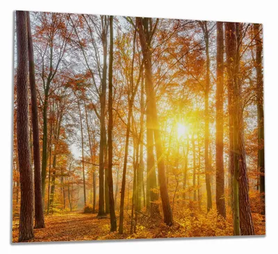 Produktbild von Wallario Herdabdeckplatte aus Glas, Größe 60 x 52 cm 1-teilig, Motiv Sonnenuntergang im herbstlichen Wald