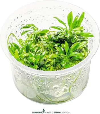 Produktbild von Zwergspeerblatt Anubias barteri var. ‘Nana Pangolino’ In-Vitro