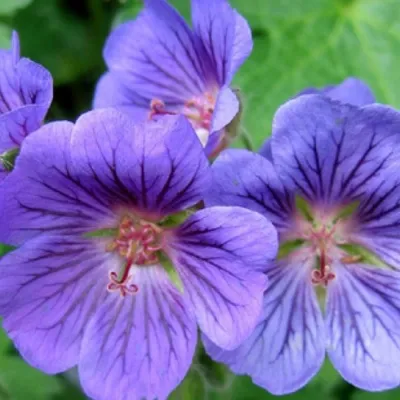 Produktbild von 6 x Storchschnabel  - Geranium 'Blue Blood'  | Topf 9cm x 9cm