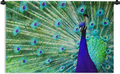 Produktbild von MuchoWow® Wandteppich Wandbehang Pfau - Federn - Nahaufnahme 90x60 cm Tapisserie Dekoration Wandtuch - Wandskulpturen - Bildteppich