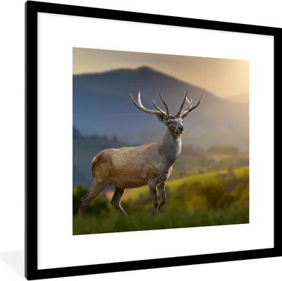 Produktbild von MuchoWow® Gerahmtes Poster Hirsche - Berg - Gras - Sonnenuntergang - Tiere - Natur 40x40 cm - Poster mit Schwarzem Bilderrahmen Wandposter Rahmen Foto Bilder - Poster - Plakat im Rahmen