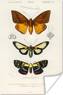 Produktbild von MuchoWow® Poster Schmetterling - Vintage - Insekten 80x120 cm - Papierdruck