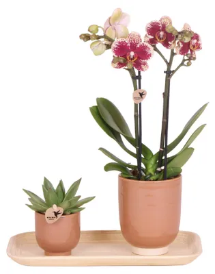 Produktbild von Kolibri Company - Set aus gelber roter Orchidee und Sukkulente auf Bambustablett