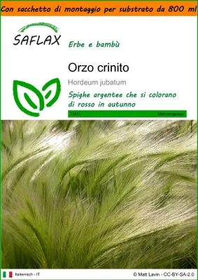 Immagine prodotto di SAFLAX Garden in the bag - Orzo crinito - 70 semi - Hordeum
