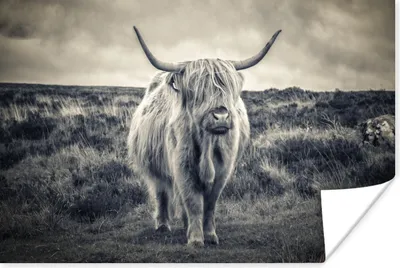 Produktbild von MuchoWow® Poster Schottischer Hochländer - Tiere - Wolken - Kuh - Natur 60x40 cm - Schlafzimmerdekoration