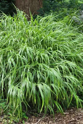 Produktbild von Hakonechloa macra 'Greenhills', Japanisches Waldgras, grün, 30–40 cm