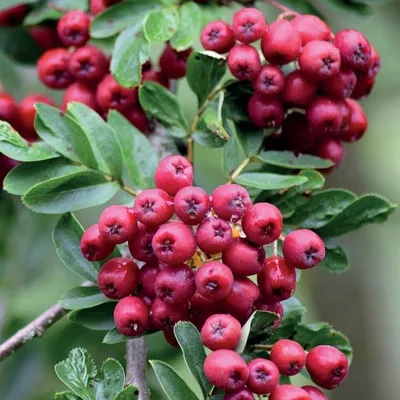 A close-up of a branch with clusters of small, red berries and green leaves.