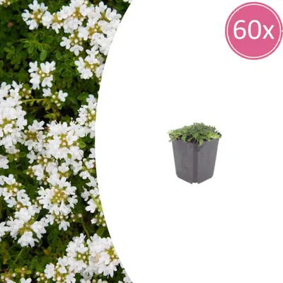 Produktbild von Thymus praecox 'Albiflorus' | 60 Stück - 10-25cm - Ø9cm - Gartenpflanze