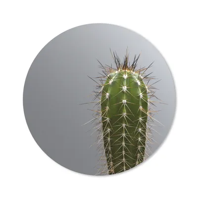 Produktbild von MuchoWow® Mauspad Mousepad Kaktus botanischer Druck 30x30 cm - Mousepads - Maus Mat - Pad - Mausunterlage - Tischunterlage - Schreibtischmatten