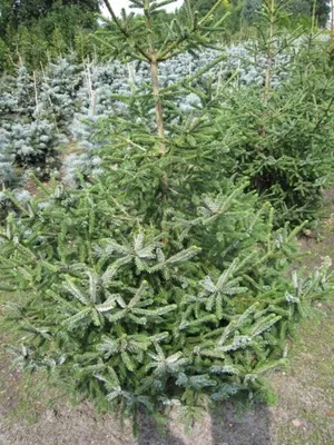 Produktbild von Picea likiangensis var. Purpurea - Purpurfichte-Likianfichte - 40-60