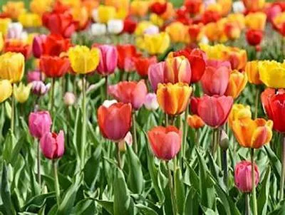 Produktbild von Tulpen - 500 Teile (Puzzle)