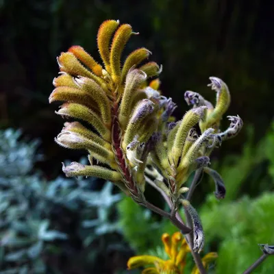 Obrázek produktu pro Žlutý kengurí květ (Anigozanthos flavidus 'Yellow')  – 20 semen