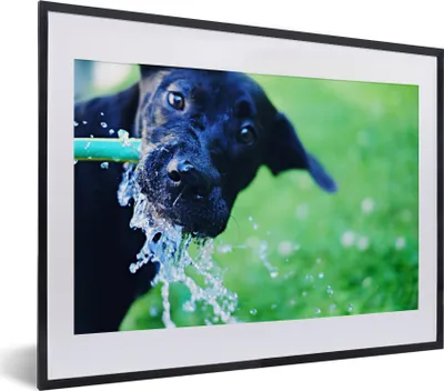 Produktbild von MuchoWow® MuchoWow® Gerahmtes Poster Hund - Wasser - Schwarz 40x30 cm - Poster mit zchwarzem Bilderrahmen - Bilderrahmen - Poster im Rahmen