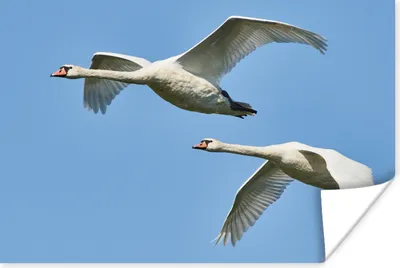 Produktbild von MuchoWow® Poster Schwan - Vogel - Himmel - Blau 120x80 cm - Bilder